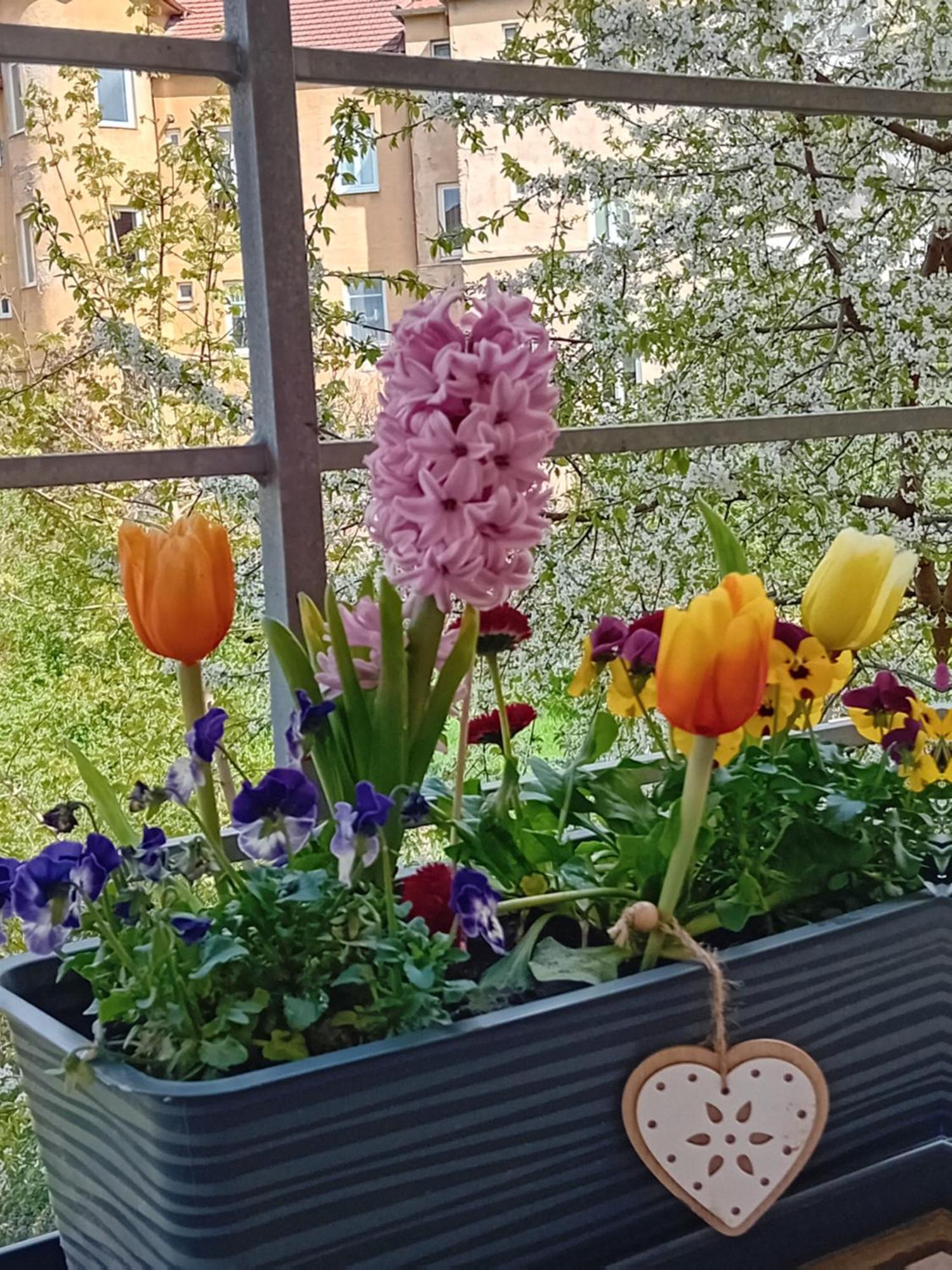 Apartment Veva *